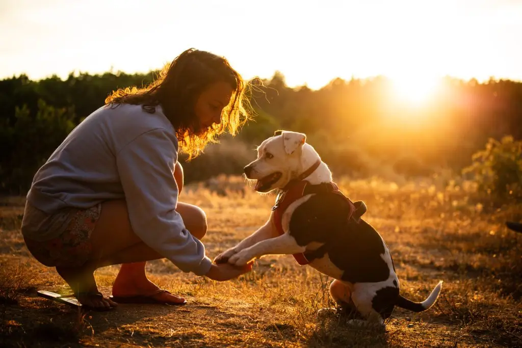 Communication animale entre femme et chien au coucher du soleil.